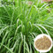 kiskick 50 Unids/bolsa Semillas de Hierba de Limoncillo Productivas Ahorro de Agua Citronella Cymbopogon Perseverante Jardín Plántulas de Hierba de Limón para Patio Semillas de Hierbas para Planta