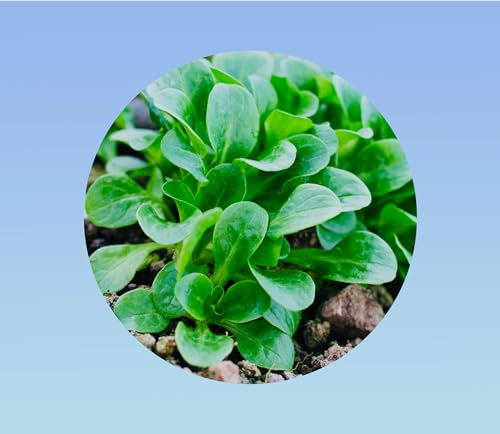 500 Graines de Mâche de Cambrai (Valerianella locusta) pour des salades croquantes - Facile à cultiver