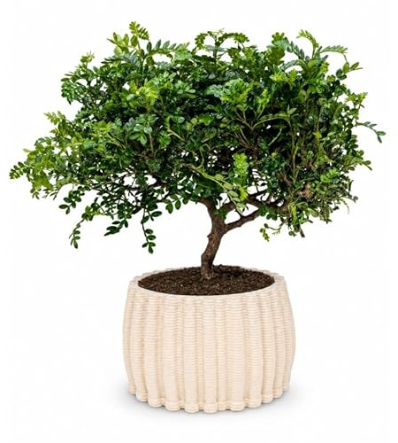 I GIARDINI DI GIULIA – Super Bonsai Pepe di Sichuan (Zanthoxylum Piperitum) | Pianta Vera da Interno Facile da Curare | Vaso Ceramica Artigianale Dioniso Ø16 cm, Altezza 40 cm | Idea Regalo Elegante