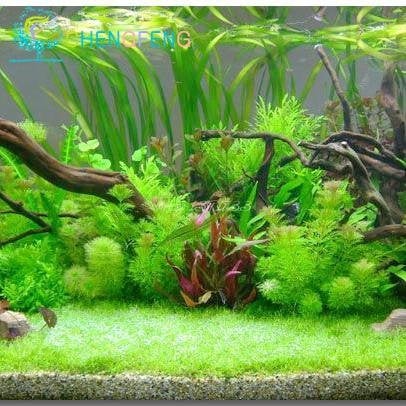 Promotion! 200seeds 12 Kinds Mixed Aquarium Fish Tank Grass Seeds Indoor Beautiful Watch Water Aquatic Plants Seed