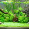 Promotion! 200seeds 12 Kinds Mixed Aquarium Fish Tank Grass Seeds Indoor Beautiful Watch Water Aquatic Plants Seed