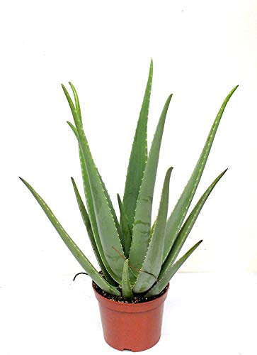 Italy Green Life - Pianta di Aloe Vera Gel Puro con effetto Curativo e Azione Depurativa, Altezza alla Consegna 30-40 cm, Dimensione del vaso Ø 12cm, Piante Grasse Vere da interno ed esterno