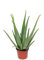 Italy Green Life - Pianta di Aloe Vera Gel Puro con effetto Curativo e Azione Depurativa, Altezza alla Consegna 30-40 cm, Dimensione del vaso Ø 12cm, Piante Grasse Vere da interno ed esterno