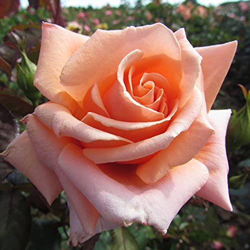 True Friend - 5.5lt Potted Floribunda Garden Rose Bush - Fragrant, Large Deep Apricot Flowers, Gift