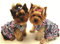 Diamond Painting Set, Bild mit Motiv Yorkshire Terrier und Zubehör, Größe ca. 44 x 33 cm, Bastelset zum Malen mit Glitzersteinchen für Kinder ab 5 Jahren