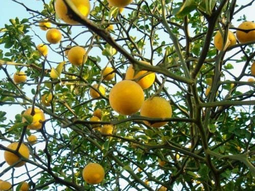 SEMI Poncirus Trifoliata Winterharter Trifogliato Orangenbaum!