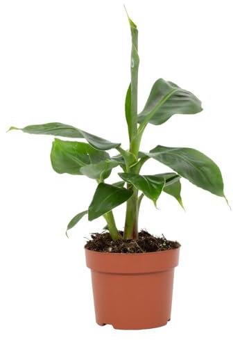 Bananenpflanze – Musa Tropicana – Zimmerpflanze – Ø12cm – 27cm – Tropisches Flair für Innenräume – Pflegeleicht