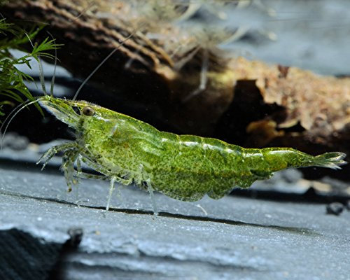 Garnelen Einsteigergarnelen Neocaridina davidi - lebend Zwerggarnelen für das Aquarium - 5er Pack, Farbe grün