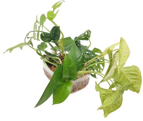 Fangblatt - Jungle Start Box – Wet-Sticks verschiedener Grünpflanzen - Stecklinge zum Selbstziehen – Perfekt für Anfänger und Zimmerpflanzen-Liebhaber (3 Stk.)