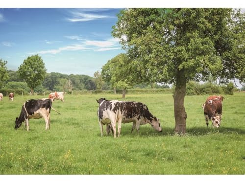 YongFoto 4,5x3m Foto Hintergrund Grasslawn Sommer Landschafts Landschafür und Weide Ke große Wiese Blauer Himmel Weisse Wolke Natur Fotografie Hintergrund Photo Porträtit Party Kinder Fotostudio