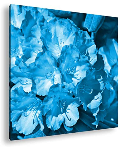 deyoli farbenfroher Rhododendron-Strauch Format: 60x60 Effekt: Monocrome Blau als Leinwand, Motiv fertig gerahmt auf Echtholzrahmen, Hochwertiger Digitaldruck mit Rahmen