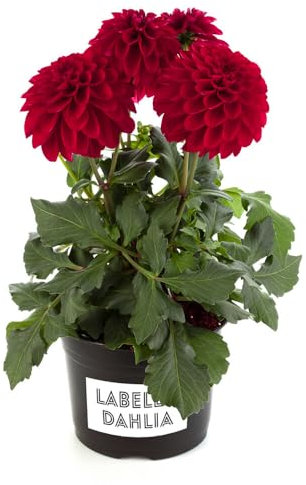 Dalia Natural - Dahlia - Vibrante Planta de Primavera con Flores de Colores