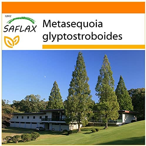 SAFLAX - Garden in The Bag - Dawn Redwood - 60 Seeds - Metasequoia glyptostroboides