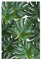 artboxONE Poster 30x20 cm Pflanzen & Blätter Floral Monstera #2 - Bild Monstera Leaves Monstera
