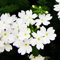 Exotenherz - Eisenkraut hängend - Verbena - 12cm Topf - Set mit 3 Pflanzen - weiss