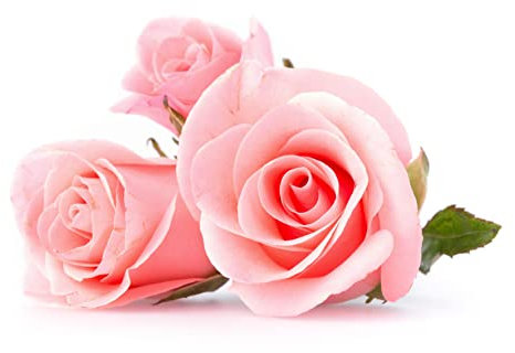 Bush Rose Plants, Floribunda 'Queen Elizabeth', 1 x Full Plant in 3L Pot, Rose Bush, Rose Plants, Garden Flowers, Roses, Garden Ready, Premium Quality Roses