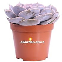 Pianta di Echeveria Runyonii pianta grassa pianta succulenta pianta da interno o esterno pianta ornamentale di Echeveria Runyonii pianta vera venduta da eGarden.store