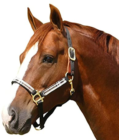 Kensington Breakaway Halter X-Large Black w/Black