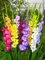Große Papagei-Gladiolen Mischung 20 Zwiebeln Gladiolus Schnittblumen