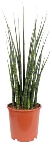 Bogenhanf 'Fernwood Mikado', Topf-Ø 19 cm, Höhe ca. 70 cm
