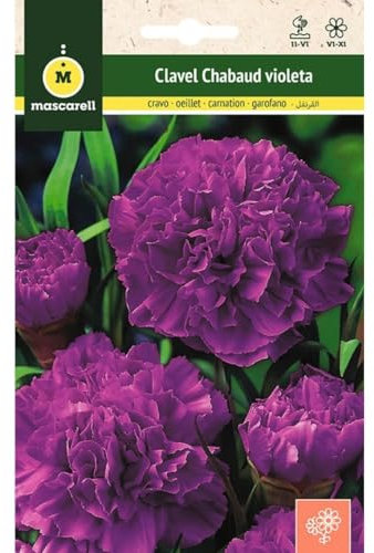 Mascarell Semillas, CLAVEL CHABAUD VIOLETA, Semillas Flores Exterior para Decoración, 0,4 Gramos