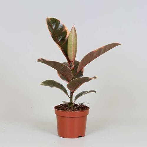 Gummibaum - Ficus Elastica Belize - Zimmerpflanze - Ø12cm - 30cm