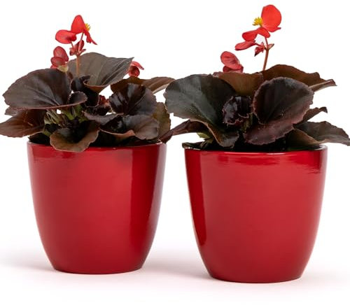 Lot de 2 Pots en Terre Cuite | Dimensions : 10 cm H.9 cm | Idéal pour Plantes, Fleurs et bonsaï. Paire de Vase d'intérieur et d'extérieur | Porte-Pots élégants pour Maison, Balcon (Rouge)