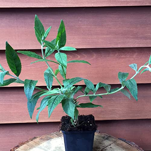 3 Stück Buddleja Davidii Pink delight von Intragarten Sommerflieder rosa im Topf