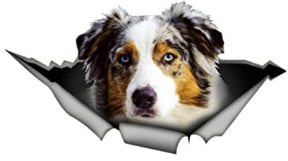 ZEARLY 13cm * 7cm Australian Shepherd Auto Aufkleber Personalisierte PVC wasserdichte Aufkleber Laptop LKW Motorrad Auto Zubehör