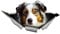ZEARLY 13cm * 7cm Australian Shepherd Auto Aufkleber Personalisierte PVC wasserdichte Aufkleber Laptop LKW Motorrad Auto Zubehör