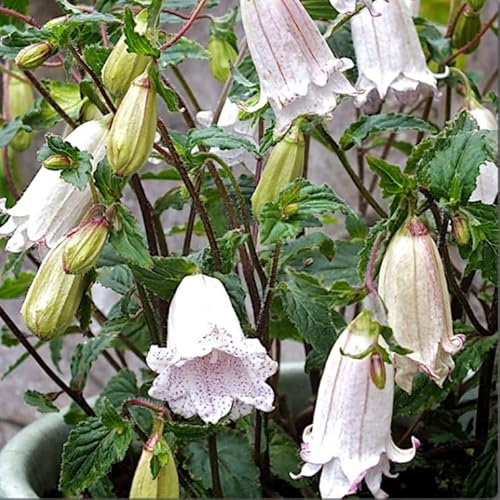 Campanula Punctata ‘Milky Way’ 9cm Pot Plants x3 9cm Pot Plants x3