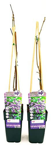 POWERS TO FLOWERS - WISTERIA FLORIBUNDA BLACK DRAGON, GLICINE, ALTEZZA 50CM, 2 Piante, piante vere