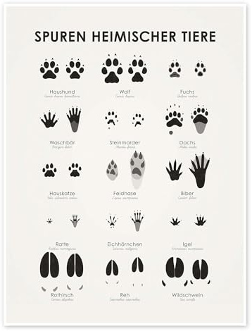 Posterlounge Spuren heimischer Tiere II Poster | 60 x 80 cm von Iris Luckhaus Wandbilder Wanddeko
