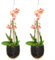 HEBEOT Orchideen-Hängekorb mit Metallhaken, hängende Orchidee für Orchideen, Sukkulenten, Ranken, Hängepflanzen, 2 Stück