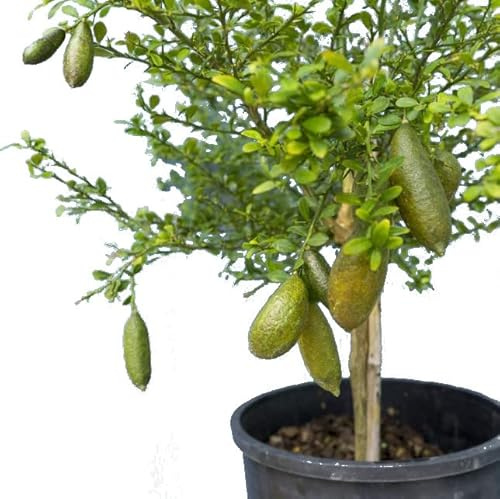 Natural Citrus Caviar Outdoor Tree