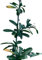 Planta natural Pyracantha Coccinea. Espino de fuego 20-30 cm. En cepellón listos para plantar. Ofrece frutos para fauna, protección con espinas, belleza floral y resistencia ambiental.