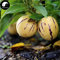 VISTARIC Kaufen Melon Aubergine Fruchtsamen 30pcs Pflanze Ginseng Obst Pepino Aiton