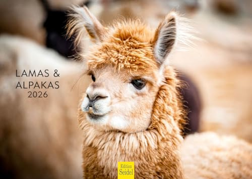 Edition Seidel Premium Kalender Lamas & Alpakas 2026 Format DIN A4 Wandkalender Tierkalender Südamerika Peru Anden Lama Alpaka Pako Kamele Lasttiere