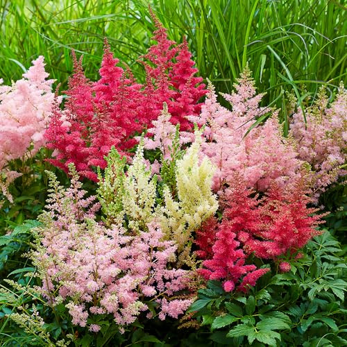GardenersDream 4x Plantes d’Astilbe en Pots – Plantes de Jardin Colorées à Fleurs Plumeuses Blanc, Rouge, Violet et Rose – Périnnes Robustes d’Extérieur pour Jardin Boisé et Bordures (incl. Pot 11 cm)