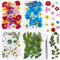 Vacoulery 134 Stück Echt Getrocknete Gepresste Blumen DIY Natürliche Getrocknet Blumen Set Gemischte Getrocknete Blätter für Kunst Basteln DIY Harz Kerze Scrapbooking Handwerk Karten Machen