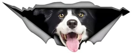 Autoaufkleber Border Collie Aufkleber 15cm(5.9 Inch) Border Collie Car Sticker 3D Zerrissen Reflektierende Autoaufkleber Wasserdichte Haustier Hund Aufkleber Laptop Stoßstange Heckscheibe Dekor