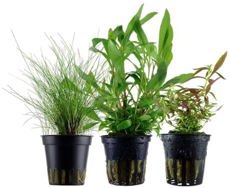 AquaOne Aquarium Pflanzen I 3X Wasserpflanzen I Einsteiger Aquarienpflanzen I Eleocharis Limnophila Hygrophila I Set mit 3 einfachen Aquariumpflanzen