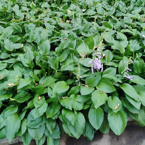 semi resistenti pianta di hosta - fiori selvatici piante perenni resistenti pianta di hosta aiuole rialzate per semi da giardino piante perenni rare da fiore fiori in vaso 500pcs