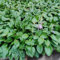 semi resistenti pianta di hosta - fiori selvatici piante perenni resistenti pianta di hosta aiuole rialzate per semi da giardino piante perenni rare da fiore fiori in vaso 500pcs