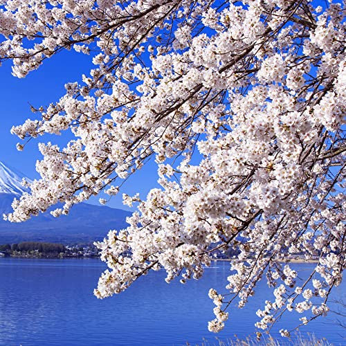 30 Seeds Kirschblütenbaum Samen Japanische Blütenkirsche Baum Weiß Sakura Samen Kirschblüten Samen Bonsai Samen Tokio Sakurasamen Japanische Kirschblüte Baum