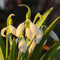 SchneeglöCkchen Blumenzwiebel,Schneeglöckchen Zwiebeln Winterhart, Schneeglöckchen Zwiebeln Winterhart,Mehrjährig,Gartenpflanze,Dekorativ,Zwiebelblume-5zwiebeln-C