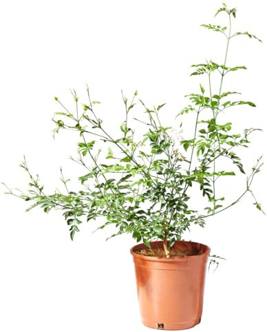 Verdecora Jazmín Andaluz en maceta de 3L | Planta natural de exterior con flor | Jasminum grandiflorum | Jazmín Real | Flores abundantes y olorosas | Trepadora Aromática de Floración abundante