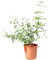 Verdecora Jazmín Andaluz en maceta de 3L | Planta natural de exterior con flor | Jasminum grandiflorum | Jazmín Real | Flores abundantes y olorosas | Trepadora Aromática de Floración abundante