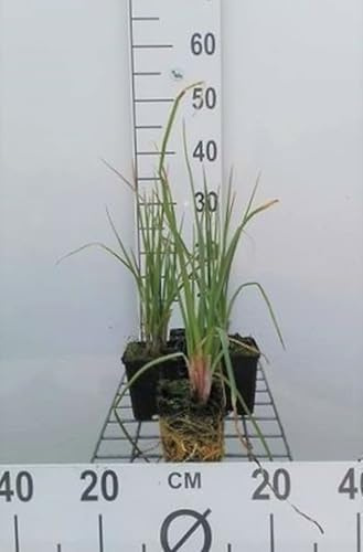 6x Feuerpfeil - Kniphofia hybr. 'Royal Castle' | 9x9 cm pot