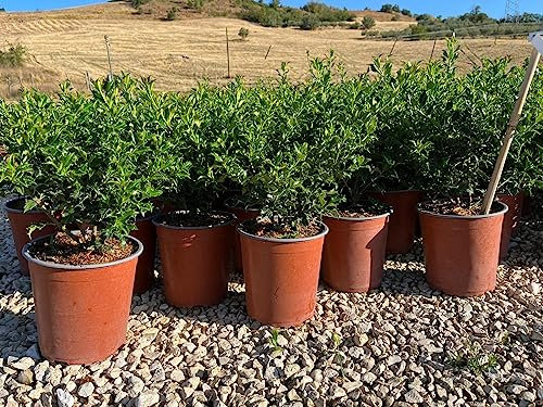 Ilex Aquifolium Alaska Vaso 19